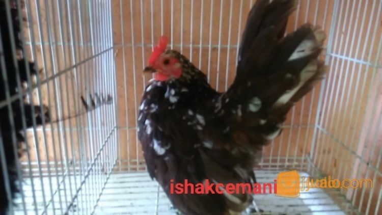 Ayam Serama Mini Hitam Selap Putih Betina Warna Blorok Kecil Mungil