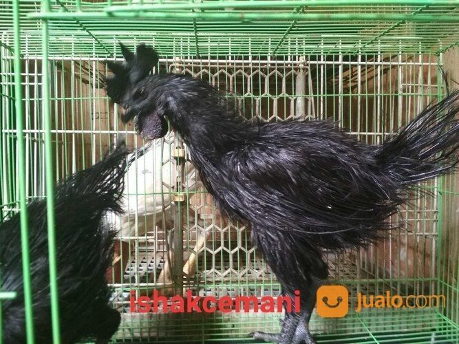 Sepasang Ayam Cemani Rajeki Sodomoro/Bulu Landak,Lidi, Atau Cemara Unik