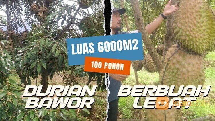 Kebun Durian Murah Luas 6000 meter 100 Pohon Siap Panen