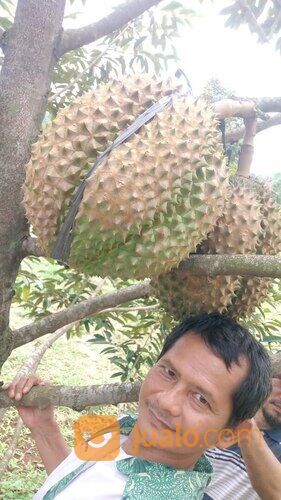 Kebun Durian Murah Luas 6000 meter 100 Pohon Siap Panen