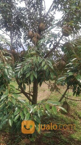 Kebun Durian Murah Luas 6000 meter 100 Pohon Siap Panen