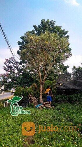 Pohon Tabebuya All Jenis (merah muda, putih, kuning, magenta) dan Ukuran