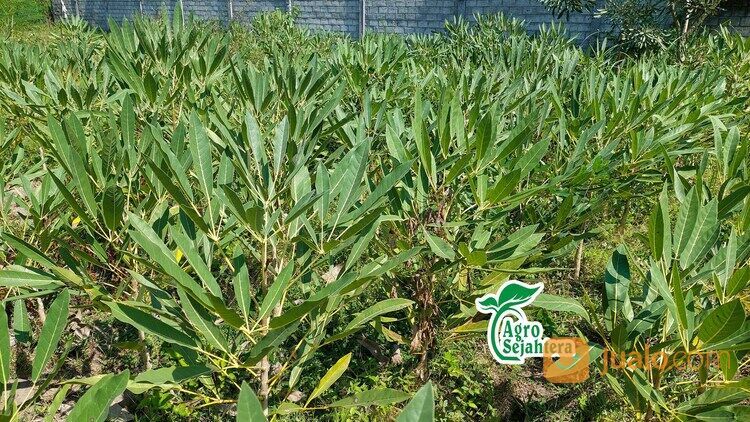 Pohon Tabebuya All Jenis (merah muda, putih, kuning, magenta) dan Ukuran