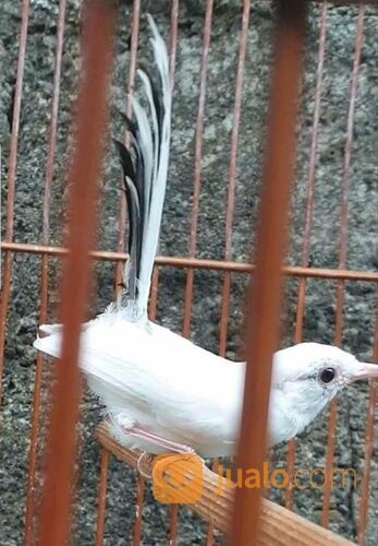 Anakan murai batu albino