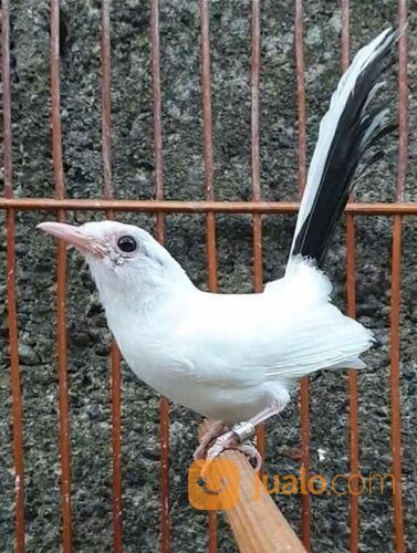 Anakan murai batu albino