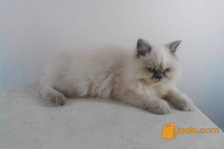 Jual Kucing Kucing Lucu Kucing Persia Karawang