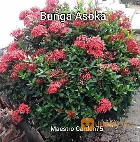 Bunga Asoka / Bunga Jarum Tinggi Bibit 80 - 100 cm