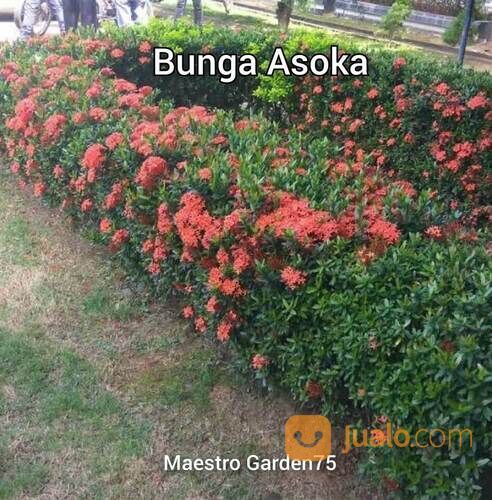 Bunga Asoka / Bunga Jarum Tinggi Bibit 80 - 100 cm