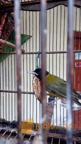 Burung Samyong Bunyi Yogyakarta Jualo