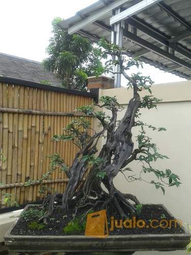 Harga Bonsai Beringin Arjuna  Cahunit com