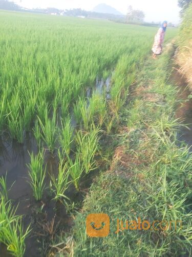 Sawah Jember Klompangan Ajung