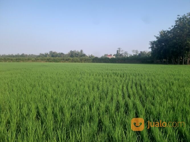 Sawah Jember Klompangan Ajung