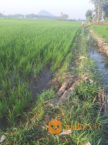 Sawah Jember Klompangan Ajung