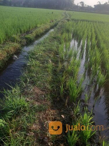 Sawah Jember Klompangan Ajung