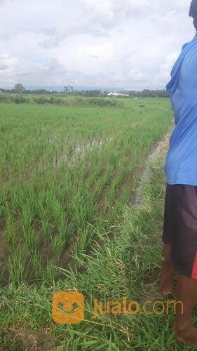 Sawah Jember Klompangan Ajung , Sawah Klompangan Ajung Jember