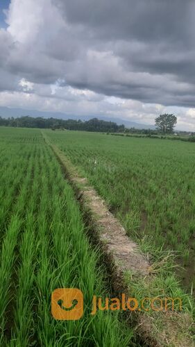 Sawah Jember Klompangan Ajung , Sawah Klompangan Ajung Jember