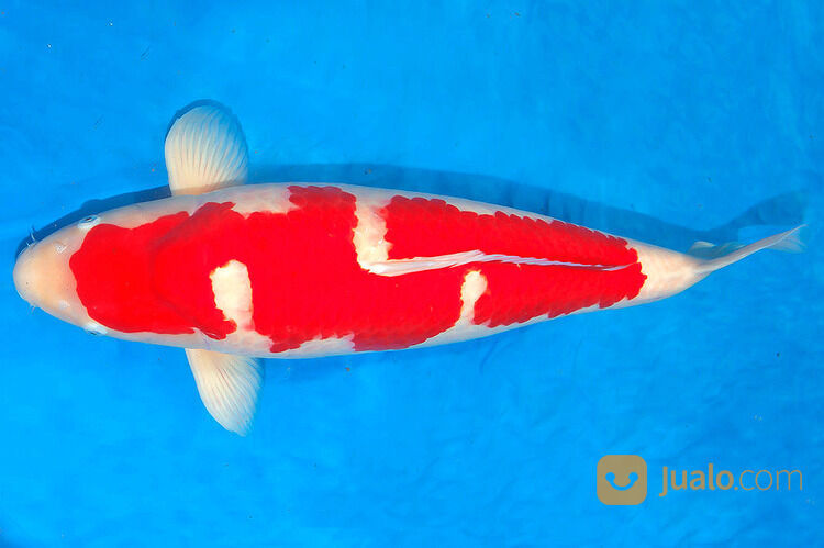 Sedia Ikan Koi di Pontianak 085791708791 Kirim Seluruh Indonesia