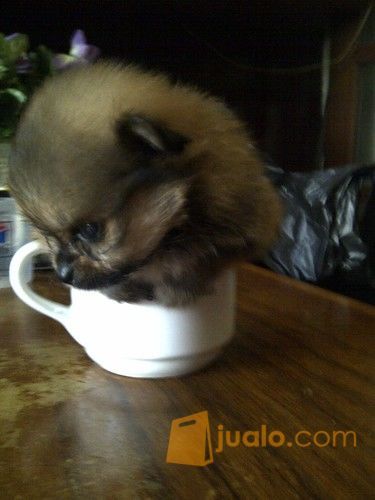 Anjing Mini Pom Kecil Jakarta Barat Jualo