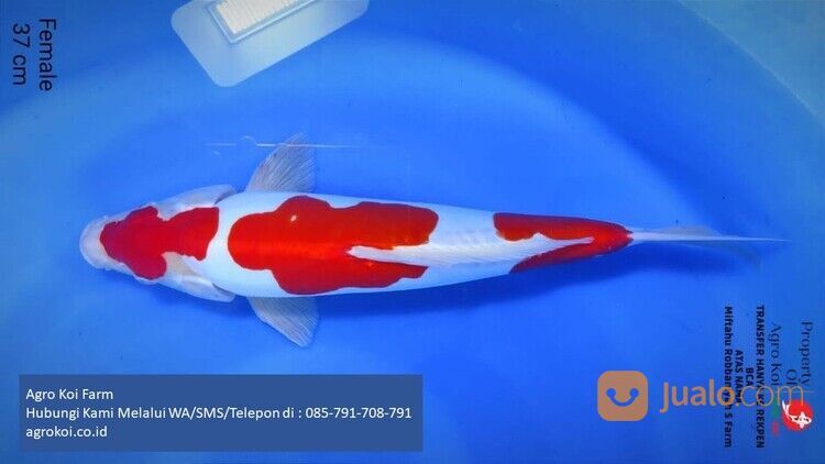 Ikan Koi Kohaku Kabupaten Purwakarta Terpercaya 085-791-708-791 Bergaransi