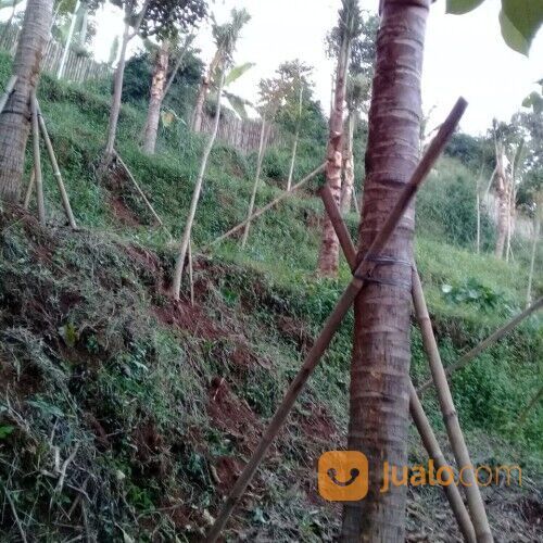 Pohon kelapa sayur.kelapa ijo 081292127731