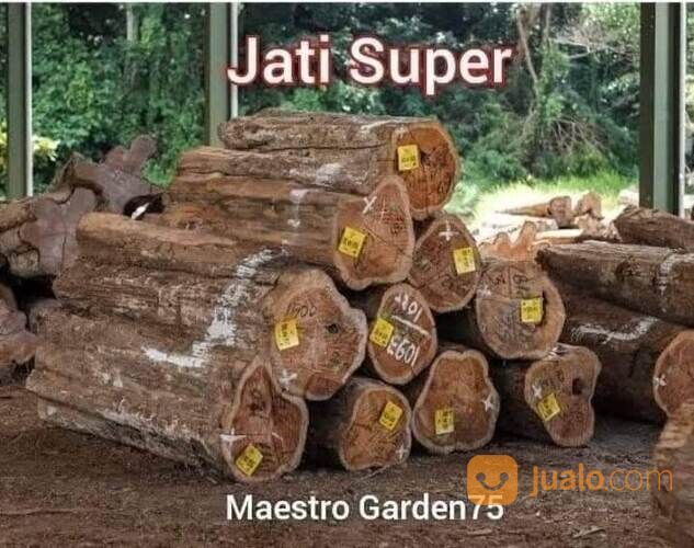 Bibit Jati Super Tinggi 1 Meter