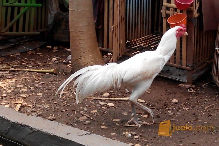 Telur Ayam Bangkok Warna Hijau