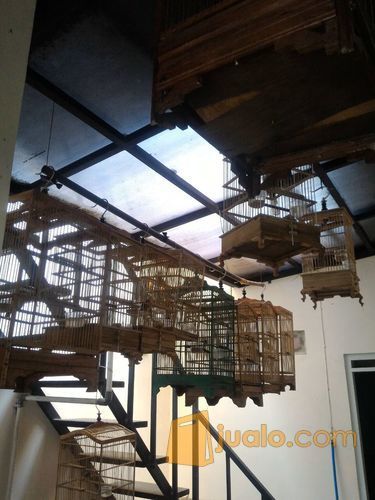 Burung Cingcoang Coklat Muda Hutan Tangerang Selatan Jualo