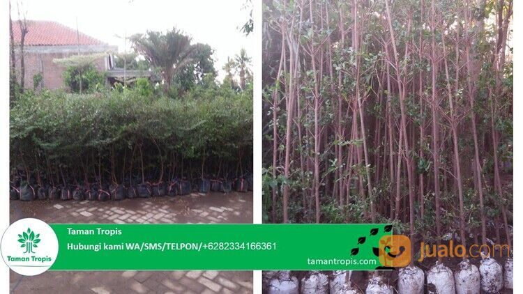 Pohon Ketapang Kencana Kabupaten Bondowoso Harga Terjangkau 082334166361 Terpercaya