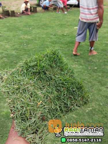 Harga terbaru rumput lapangan sepakbola semarang