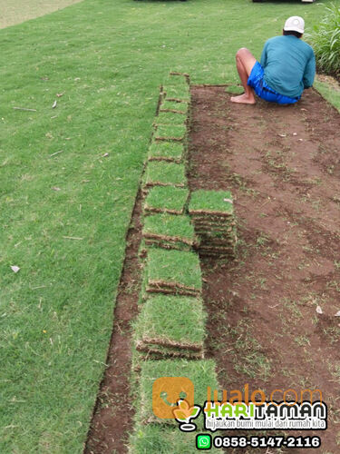 Harga terbaru rumput lapangan sepakbola semarang