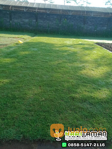 Harga terbaru rumput lapangan sepakbola semarang