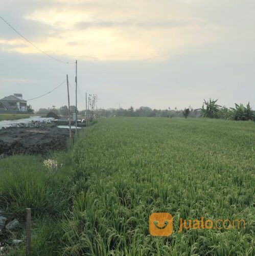 Dikontrakan 10 are, Jl. Umalalang Pantai Mengening Cemagi Mengwi