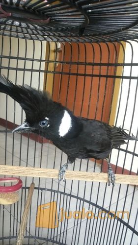 Burung Cililin Hitam Jakarta Timur Jualo