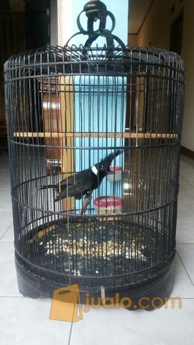 Burung Cililin Hitam Jakarta Timur Jualo