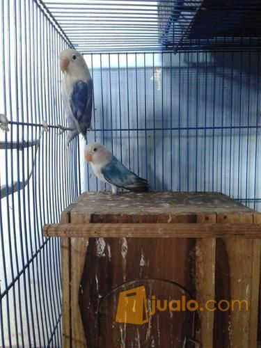 Lovebird Bs Vio Sable Bersih X Bs Tosca Sable Bersih Bawa Telur
