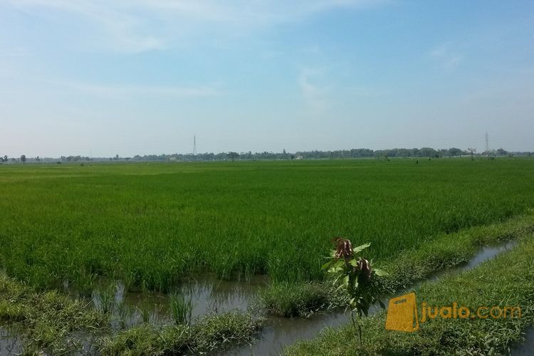  jual  tanah di  jombang  jawa timur Kab Jombang  Jualo