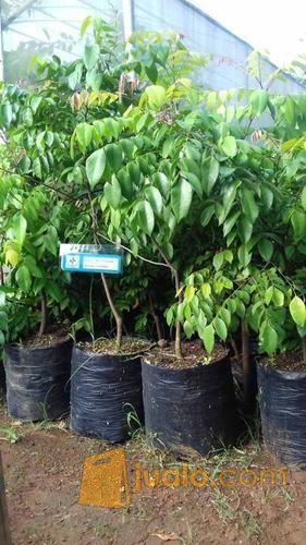 Bibit Belimbing Jumbo Ukuran Buah Lebih Besar | Belimbing Jumbo Tabulampot | Harga Bibit Blimbing Jumbo