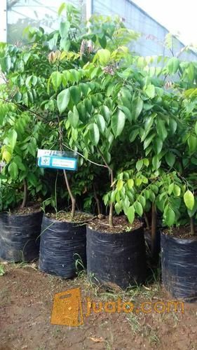 Bibit Belimbing Jumbo Ukuran Buah Lebih Besar | Belimbing Jumbo Tabulampot | Harga Bibit Blimbing Jumbo