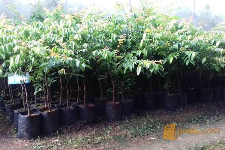 Bibit Belimbing Jumbo Ukuran Buah Lebih Besar | Belimbing Jumbo Tabulampot | Harga Bibit Blimbing Jumbo