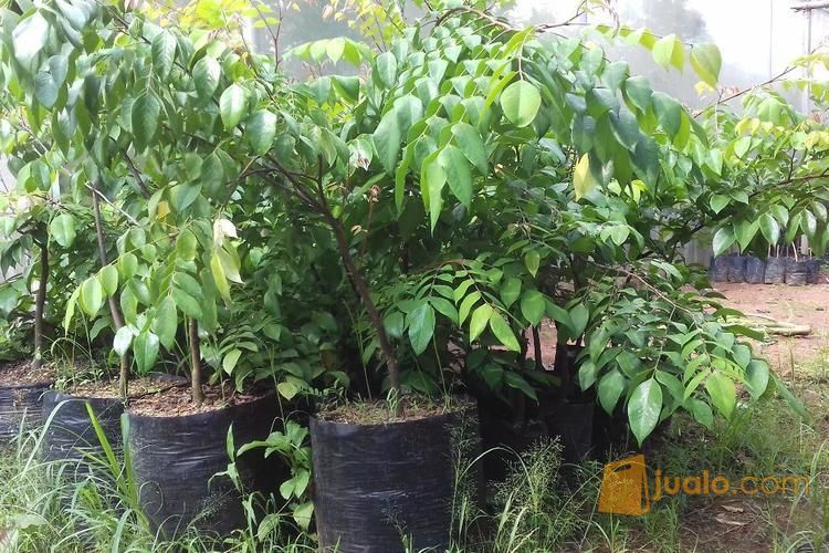 Bibit Belimbing Jumbo Ukuran Buah Lebih Besar | Belimbing Jumbo Tabulampot | Harga Bibit Blimbing Jumbo