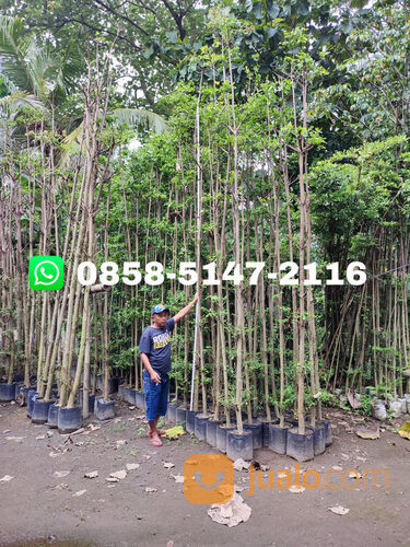 Harga Pohon Ketapang Kencana Temanggung Siap Tanam