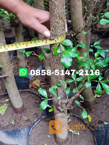 Harga Pohon Ketapang Kencana Temanggung Siap Tanam