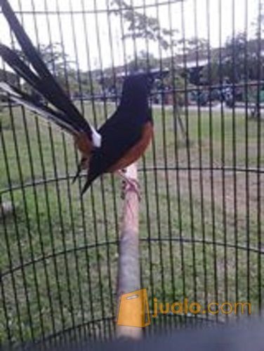 jual burung murai batu medan pilihan jaminan jantan tidak 