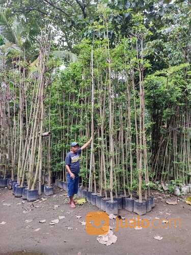 Harga Pohon Ketapang Kencana Kota Magelang Siap Kirim
