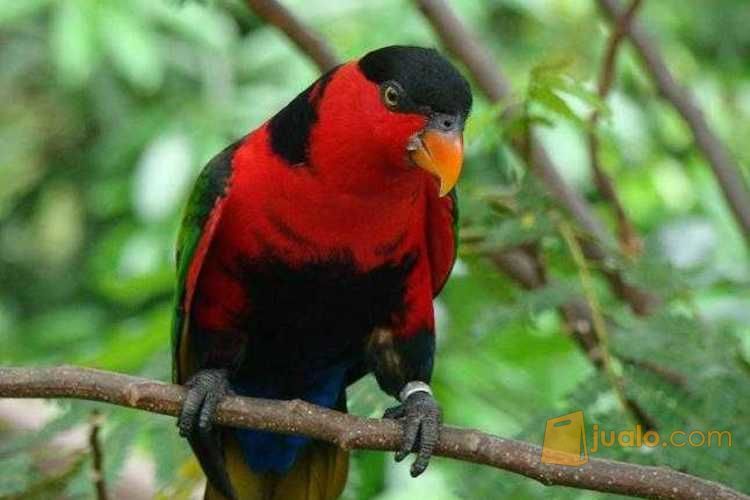 Burung Nuri Kepala Hitam Jakarta Barat Jualo