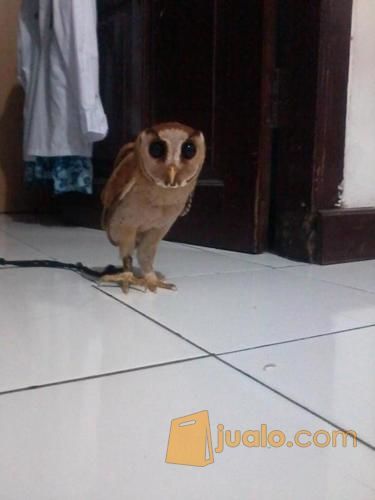 Burung Hantu Oriental Bay Owl Kab Bandung Barat Jualo