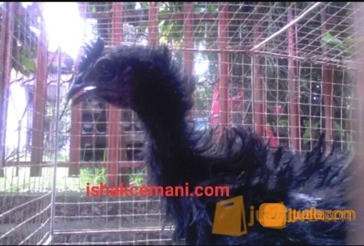 Ayam Cemani Walik Murah Mantap Usia 3 Bulan !!! Wajib Baca Diskripsi