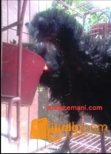 Ayam Cemani Walik Murah Mantap Usia 3 Bulan !!! Wajib Baca Diskripsi