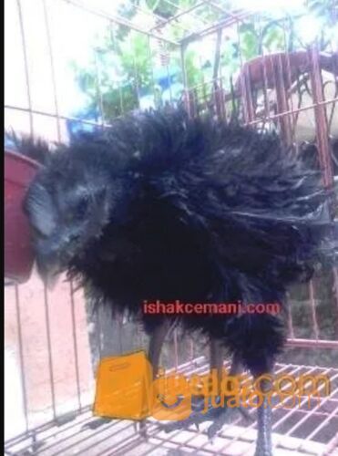 Ayam Cemani Walik Murah Mantap Usia 3 Bulan !!! Wajib Baca Diskripsi