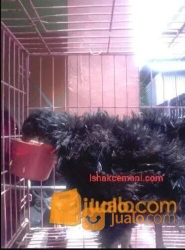 Ayam Cemani Walik Murah Mantap Usia 3 Bulan !!! Wajib Baca Diskripsi